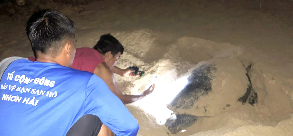 Tổ cộng đồng bảo vệ nguồn lợi thủy sản Nhơn Hải đã đến theo dõi, hỗ trợ “đỡ đẻ” cho rùa mẹ
