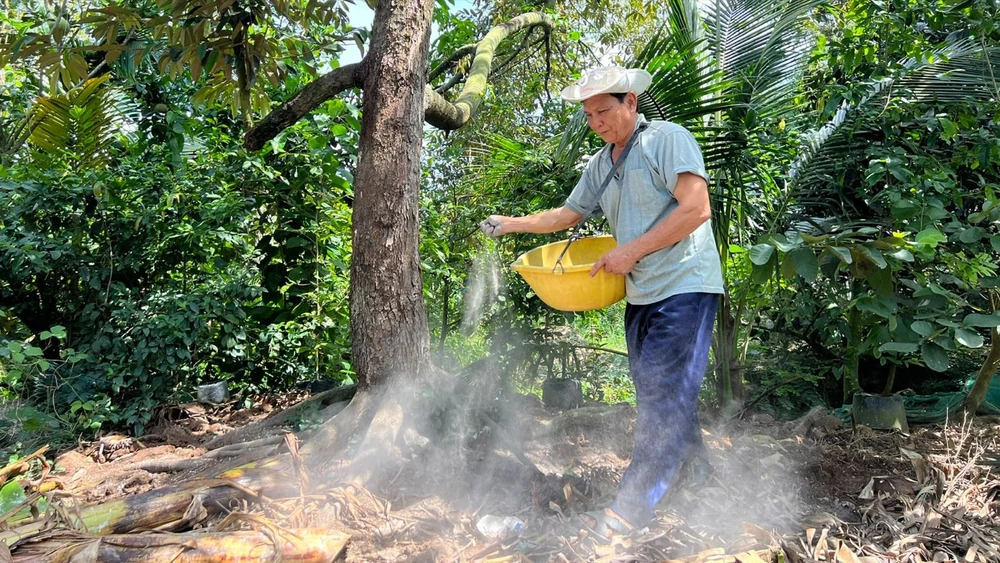 Ông Lê Văn Mảnh (ngụ xã Hưng Khánh Trung B, huyện Chợ Lách, tỉnh Bến Tre) bón vôi cho cây sầu riêng, giúp nâng độ pH trong đất