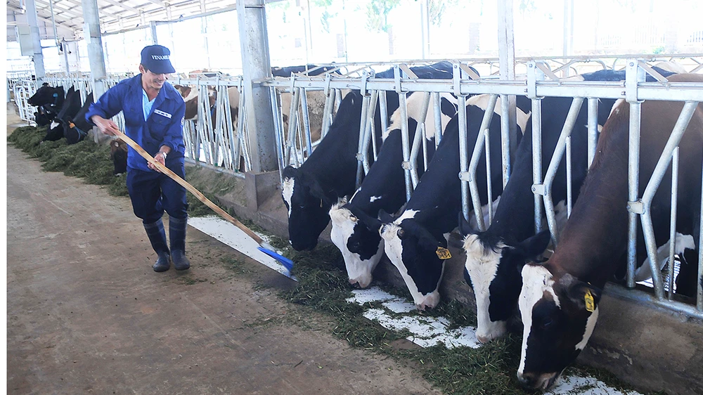Nuôi bò cung ứng sữa organic tại tỉnh Lâm Đồng. Ảnh: THÀNH TRÍ