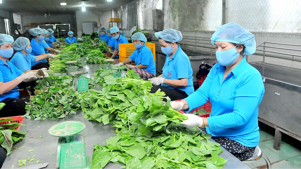 Sản xuất nông nghiệp theo mô hình liên kết sản xuất HTX tại huyện Bình Chánh. Ảnh: CAO THĂNG