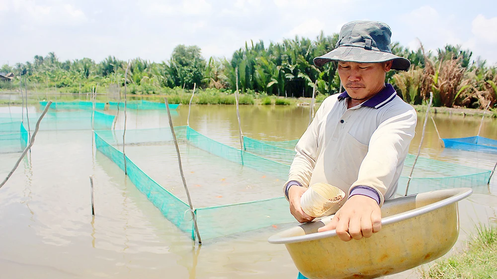 Ông Phong cho cá cảnh ăn