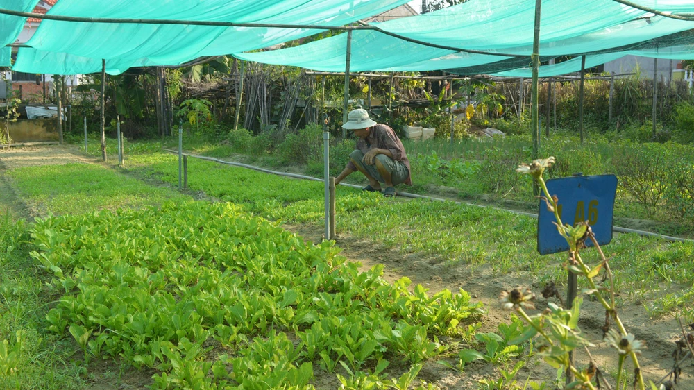 Ông Nguyễn Văn Chức bên vườn rau của mình