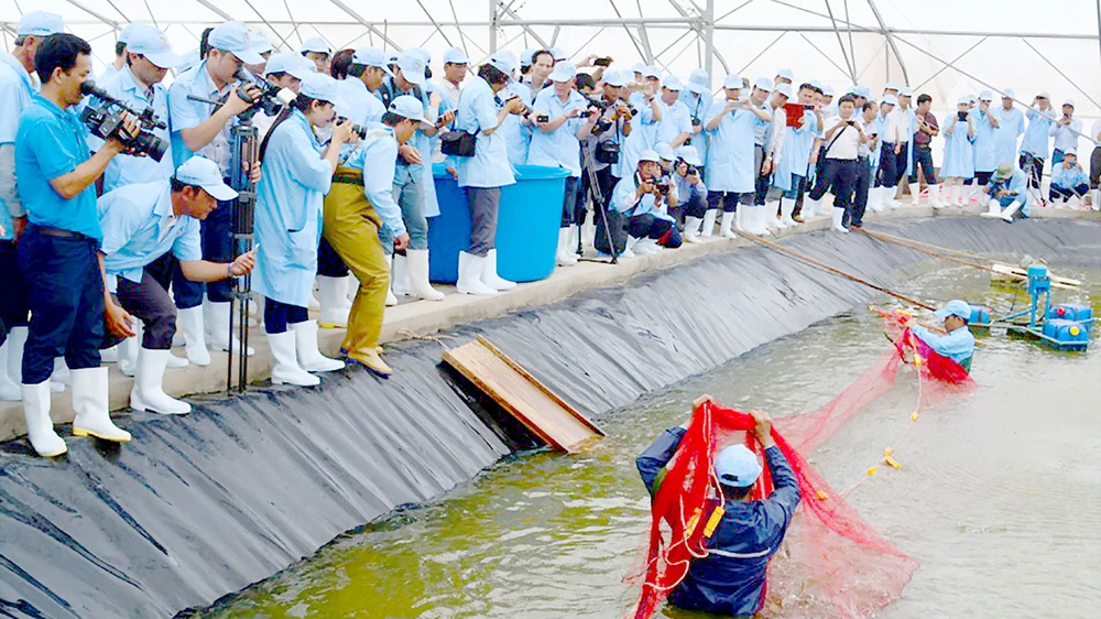 Mô hình nuôi tôm siêu thâm canh cho hiệu quả cao. Ảnh: NGUYỄN THANH