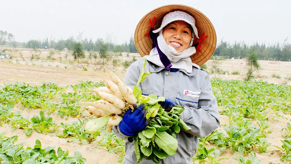 Chị Lê Thị Minh ở xã Thạch Văn (huyện Thạch Hà, Hà Tĩnh) cho biết, trồng rau củ quả trên đất cát ven biển đã mang lại nguồn thu nhập cao cho người dân