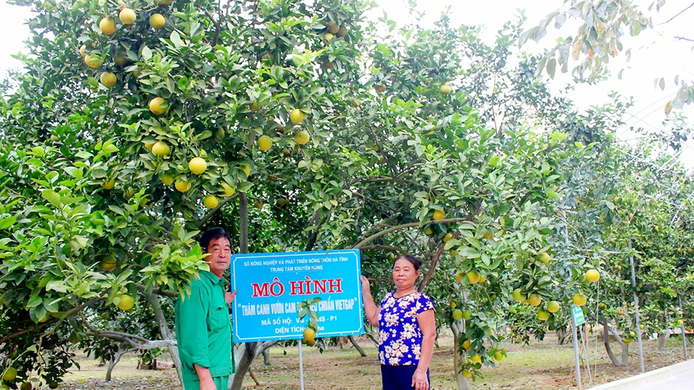 Ông Nguyễn Công Phụ và vợ bên vườn cam VietGAP mang lại hiệu quả kinh tế cao