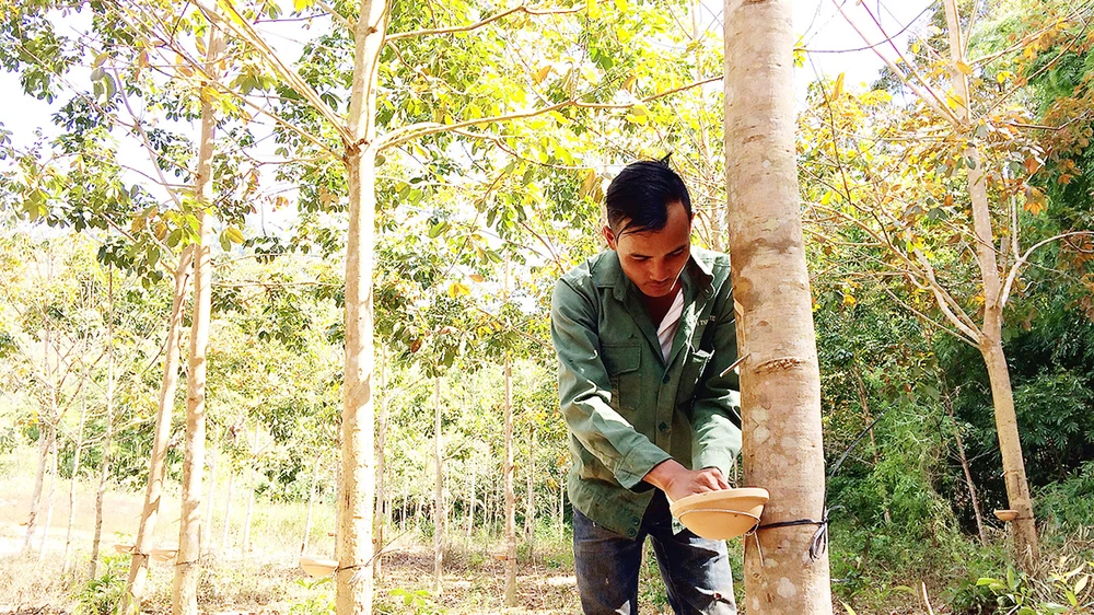 Nông dân xã Sa Loong, huyện Ngọc Hồi, tỉnh Kon Tum thu hoạch mủ cao su