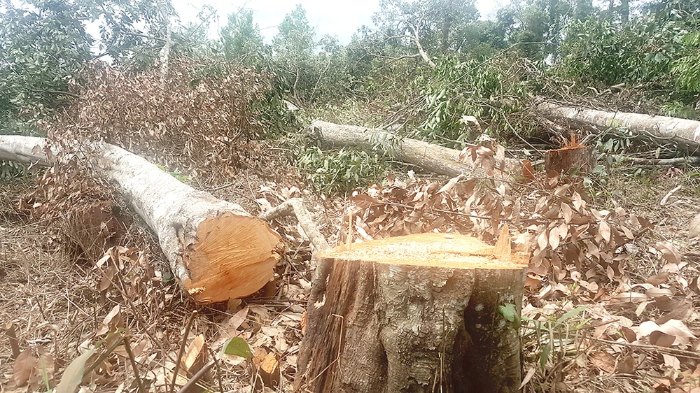 Hiện trường vụ phá rừng tại Quảng Sơn. Ảnh: ĐÔNG NGUYÊN