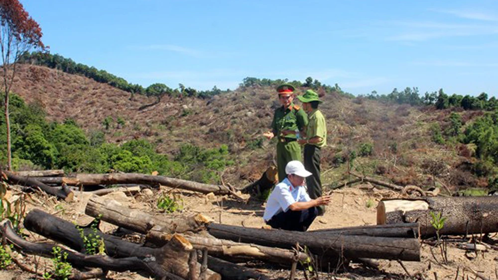Hiện trường vụ gần 61 ha rừng tự nhiên bị xóa sổ tại huyện An Lão (Bình Định)