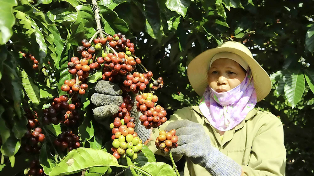Nhờ tái canh hiệu quả nên năng suất cà phê tại Lâm Đồng luôn dẫn đầu cả nước