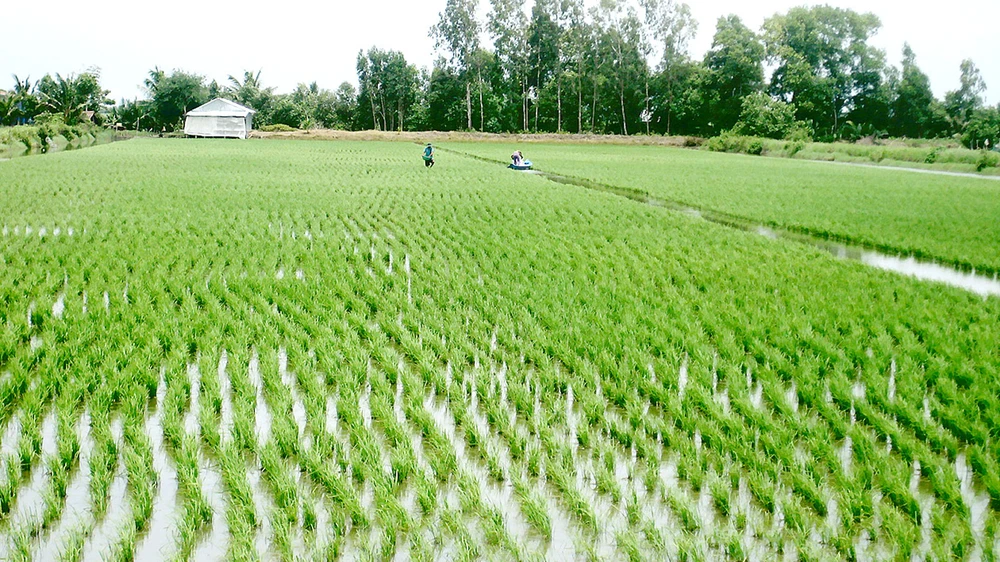 Luân canh mô hình tôm - lúa hợp lý giúp nông dân Vĩnh Phong vươn lên khá giả