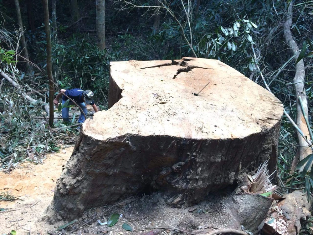 Một vụ phá rừng tại huyện Chư Pah