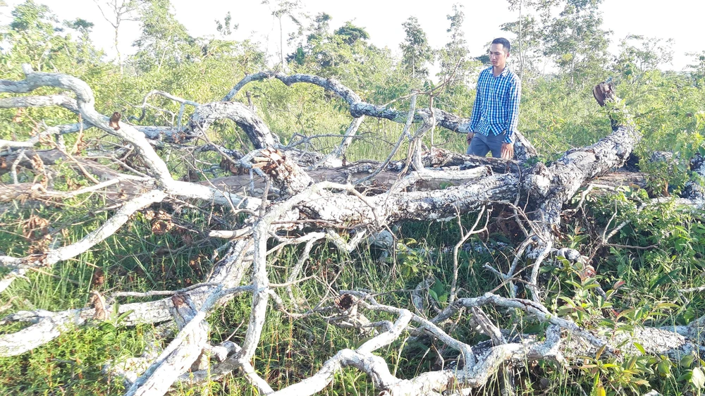2,5ha rừng phòng hộ trên núi Cheng Leng bị chặt phá
