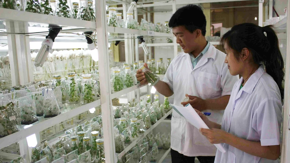 Công nghệ ươm giống trong phòng thí nghiệm, phần nào giải quyết được vấn đề giống cây trồng trên địa bàn tỉnh Lâm Đồng