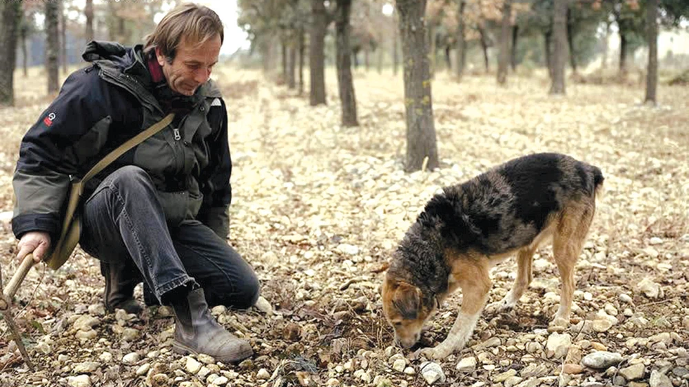 Chó săn đã được huấn luyện “thành chuyên gia” tìm kiếm nấm cục