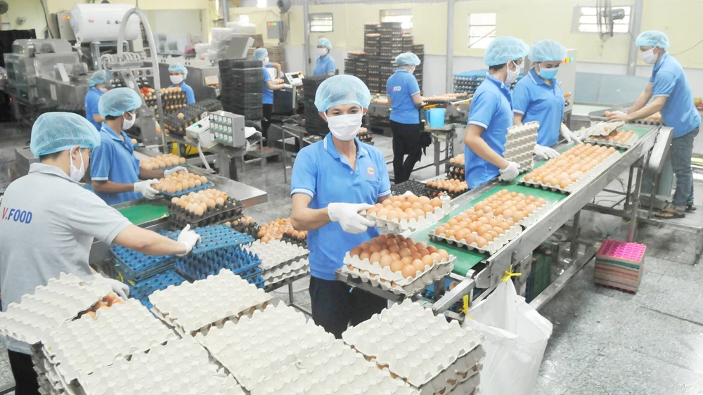 Sản xuất trứng cung ứng hàng bình ổn thị trường tết tại Công ty Vĩnh Thành Đạt. Ảnh: THÀNH TRÍ
