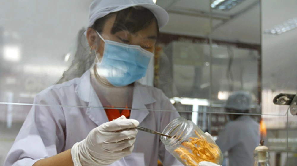 Nhân viên Công ty CP HQGANO nuôi cấy đông trùng hạ thảo