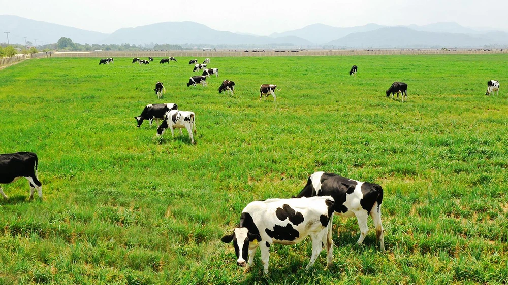 Vinamilk đầu tư trang trại bò sữa tại Lào để tăng nguồn cung ứng nguyên liệu sữa trong nước