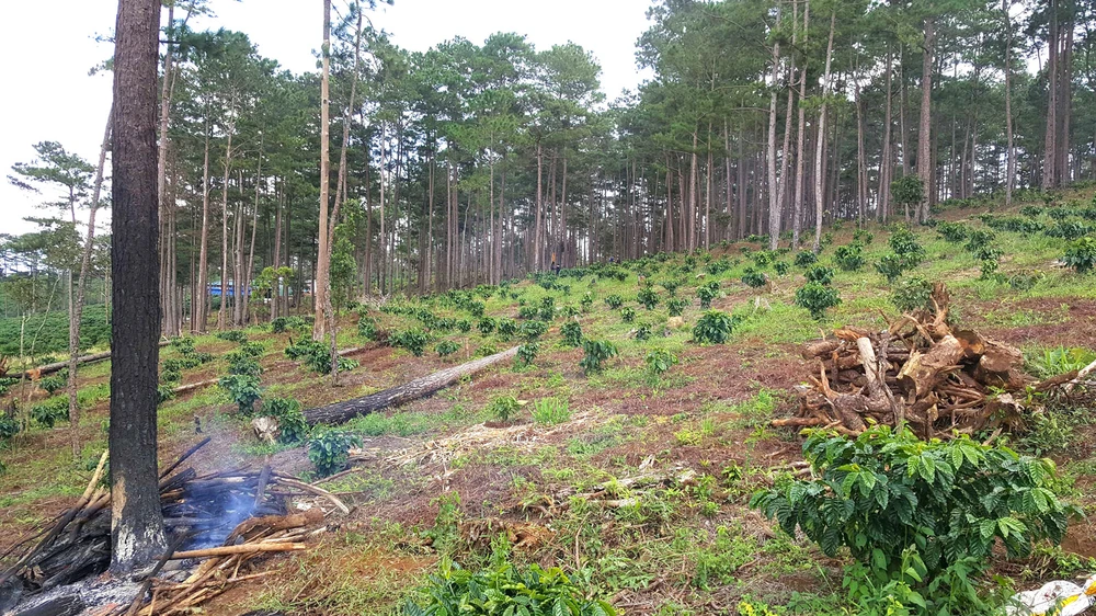 Rừng cộng đồng thôn 4, xã Lộc Phú, huyện Bảo Lâm, tỉnh Lâm Đồng (vừa bị thu hồi) bị người dân lấn chiếm trồng cà phê