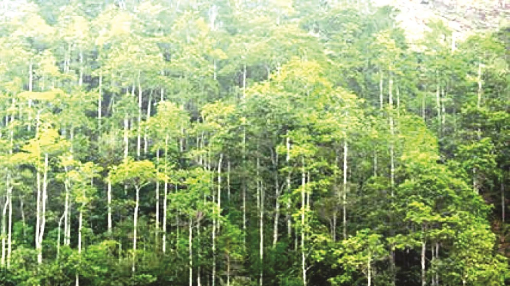 270.000ha rừng Việt Nam đã có chứng chỉ quốc tế