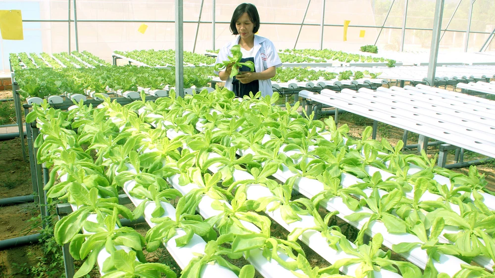 Khu nhà sản xuất rau quả thủy canh chống hạn tại Trường Đại học Quang Trung. Ảnh: NGỌC OAI