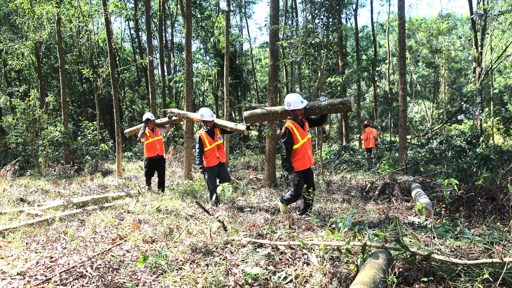Khai thác rừng trồng theo chứng chỉ FSC tại Thừa Thiên - Huế. Ảnh: VĂN THẮNG