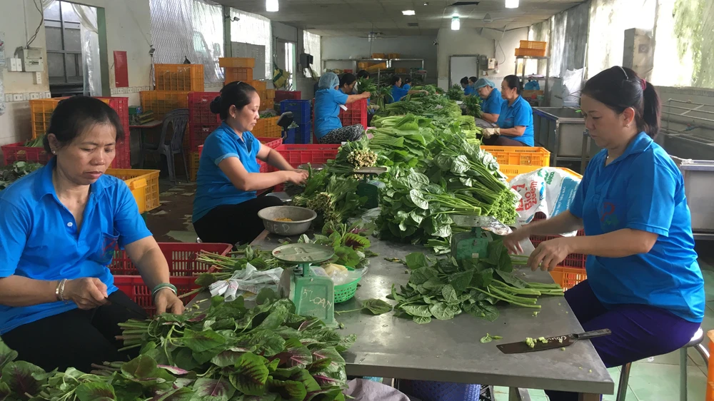 HTX Phước An (huyện Bình Chánh) sản xuất rau an toàn, nhưng vẫn còn thiếu vốn, nhân lực