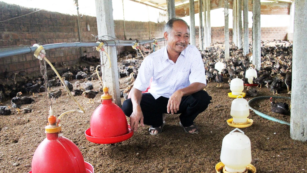 “Tỷ phú chân đất” Tư Rõ ở trang trại gà của ông dưới chân núi Gò Loi