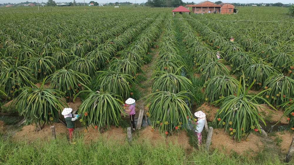 Thanh long ruột đỏ xuất khẩu trồng tại xã Hiệp Thạnh, huyện Châu Thành, tỉnh Long An. Ảnh: CAO THĂNG