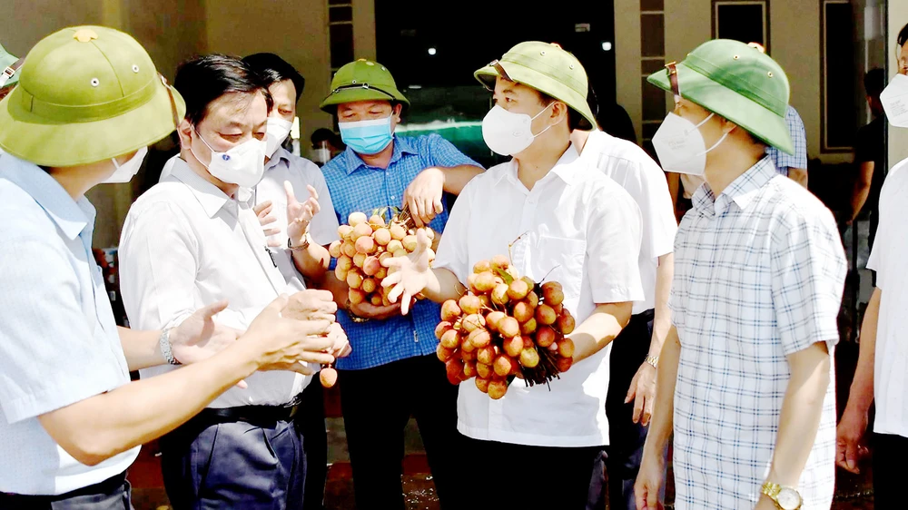 Các đơn vị đang nỗ lực tuyên truyền tiêu thụ vải thiều Bắc Giang