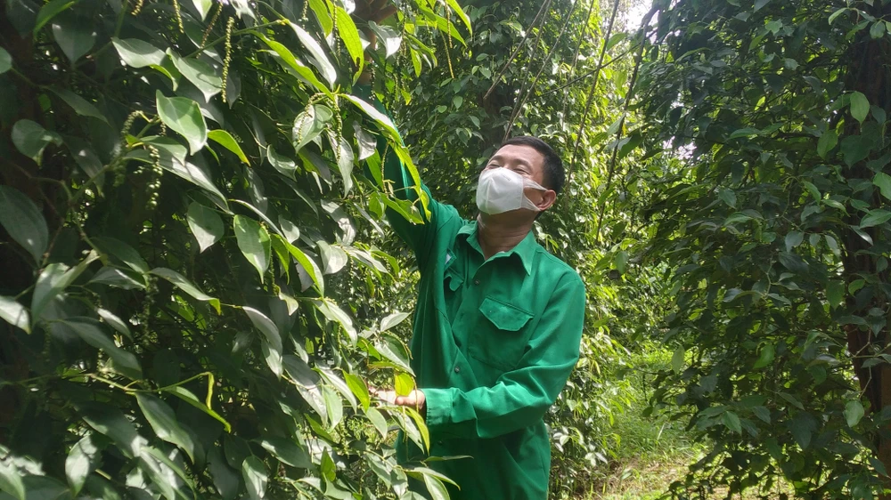 Sản xuất tiêu sạch đang mang lại thu nhập ổn định cho người dân Lộc Ninh. Ảnh: HOÀNG BẮC