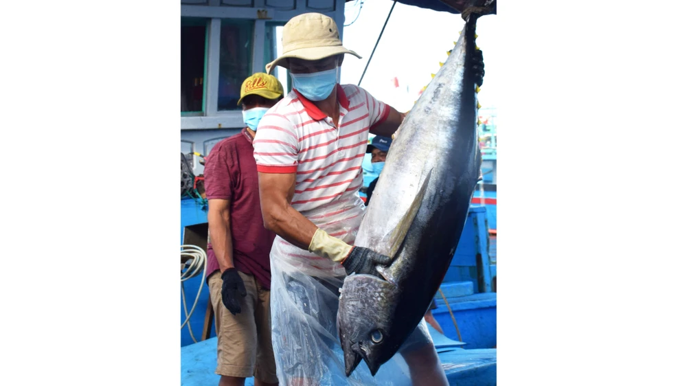 Ngư dân Nam Trung bộ khai thác cá ngừ đại dương theo phương thức truyền thống