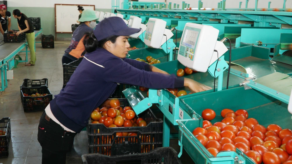 Phân loại nông sản xuất khẩu tại Hợp tác xã Anh Đào, Lâm Đồng. Ảnh: HOÀNG HÙNG