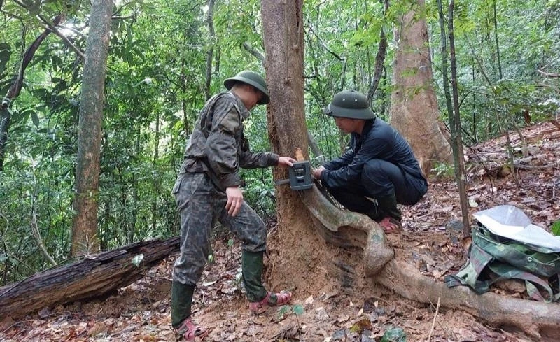 Cán bộ kỷ thuật Vườn Quốc gia Vũ Quang tiến hành lắp bẫy ảnh