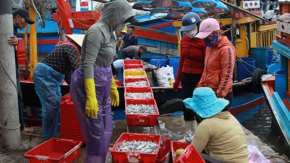 Ngư dân trúng đậm cá cơm đưa về cảng Sa Kỳ (huyện Bình Sơn, tỉnh Quảng Ngãi) bán cho thương lái. Ảnh: NGUYỄN TRANG