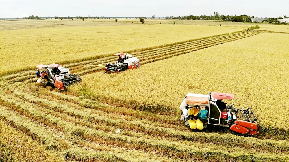Thu hoạch lúa bằng máy gặt đập liên hợp ở cánh đồng lớn huyện Tân Hưng, tỉnh Long An. Ảnh: BÉ HAI
