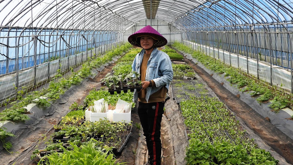 Cẩm Lam trong một nhà kính trồng rau ở Hàn Quốc. Ảnh: Jang Geon-seob