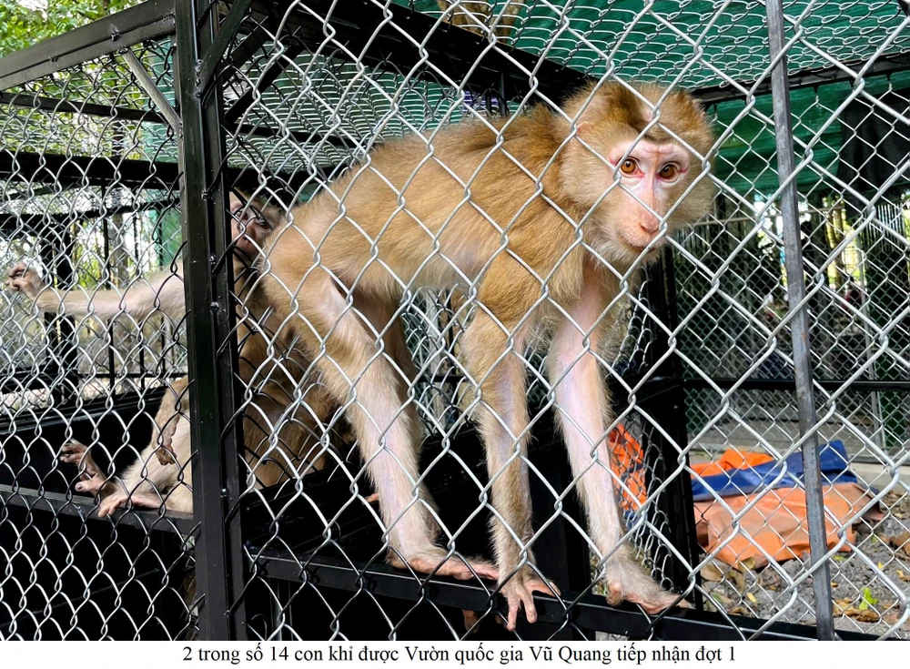 Cá thể khỉ được Vườn quốc gia Vũ Quang tiếp nhận và chăm sóc