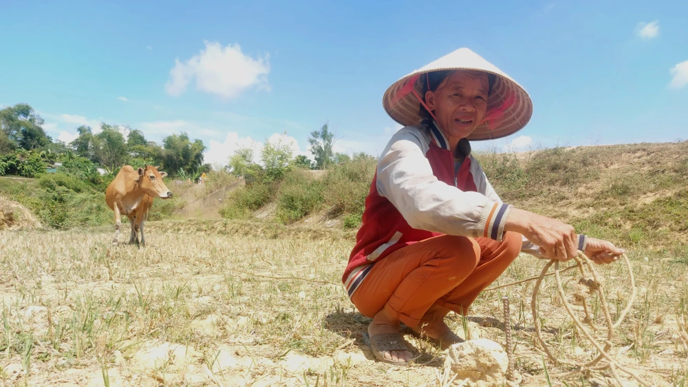 Bà Hoàng Thị Hà chăn bò trên thửa ruộng bỏ hoang ở xã Hương Thủy 