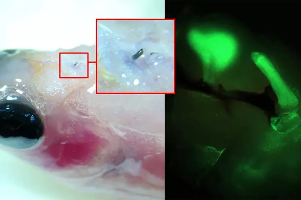 Các nhà nghiên cứu cấy một điện cực vào não cá ngựa vằn (ảnh trái), sử dụng nó để gửi tín hiệu thần kinh (ảnh phải)
