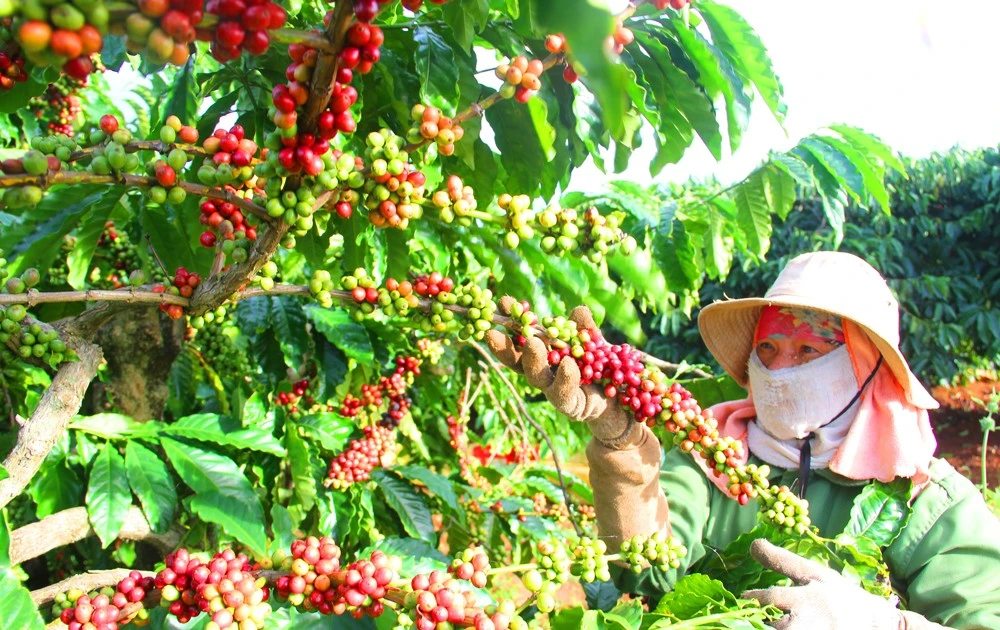 Tập trung phát triển cà phê theo hướng xanh và bền vững
