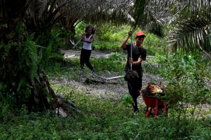 Indonesia phạt công ty sản xuất dầu cọ hoạt động trong rừng