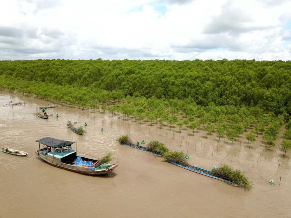 MangLub Việt Nam triển khai trồng rừng ngập mặn tại các tỉnh Vĩnh Long, Sóc Trăng, Trà Vinh