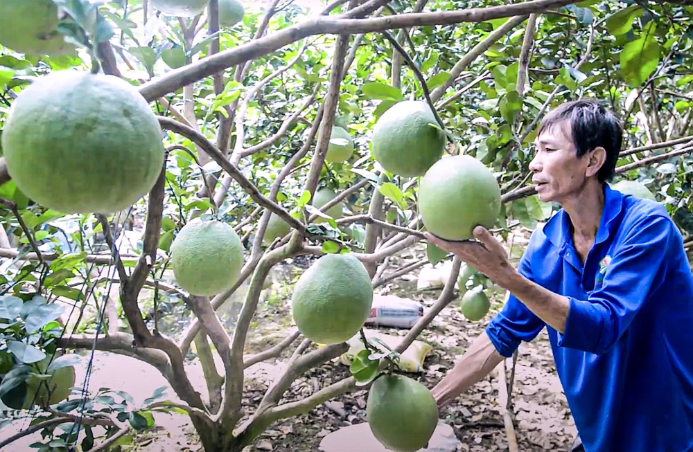 Nhà vườn tỉnh Tiền Giang chăm sóc cây ăn trái để kịp phục vụ thị trường tết
