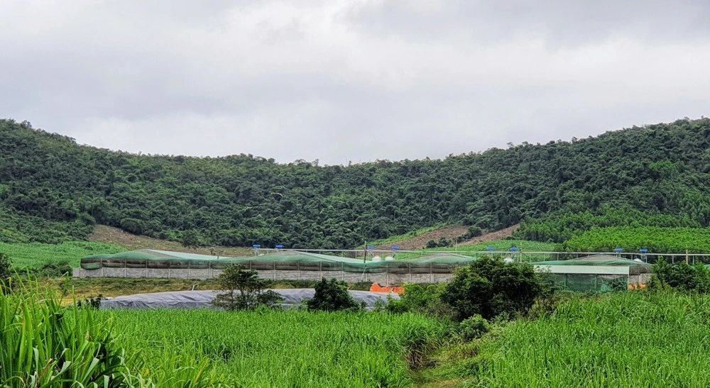 Vụ trại heo gây ô nhiễm ở Phú Yên: Xử phạt và giám sát chặt việc khắc phục