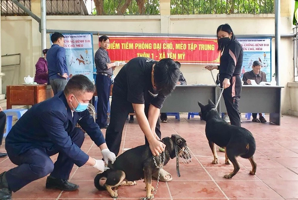 Lực lượng chức năng của TP Hà Nội tăng cường tiêm vaccine ngừa dại cho đàn chó, mèo