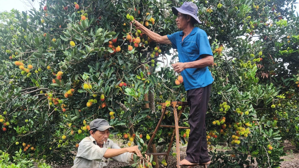 Thu hoạch chôm chôm ở xã Bảo Quang, TP Long Khánh. Ảnh: VĂN PHONG