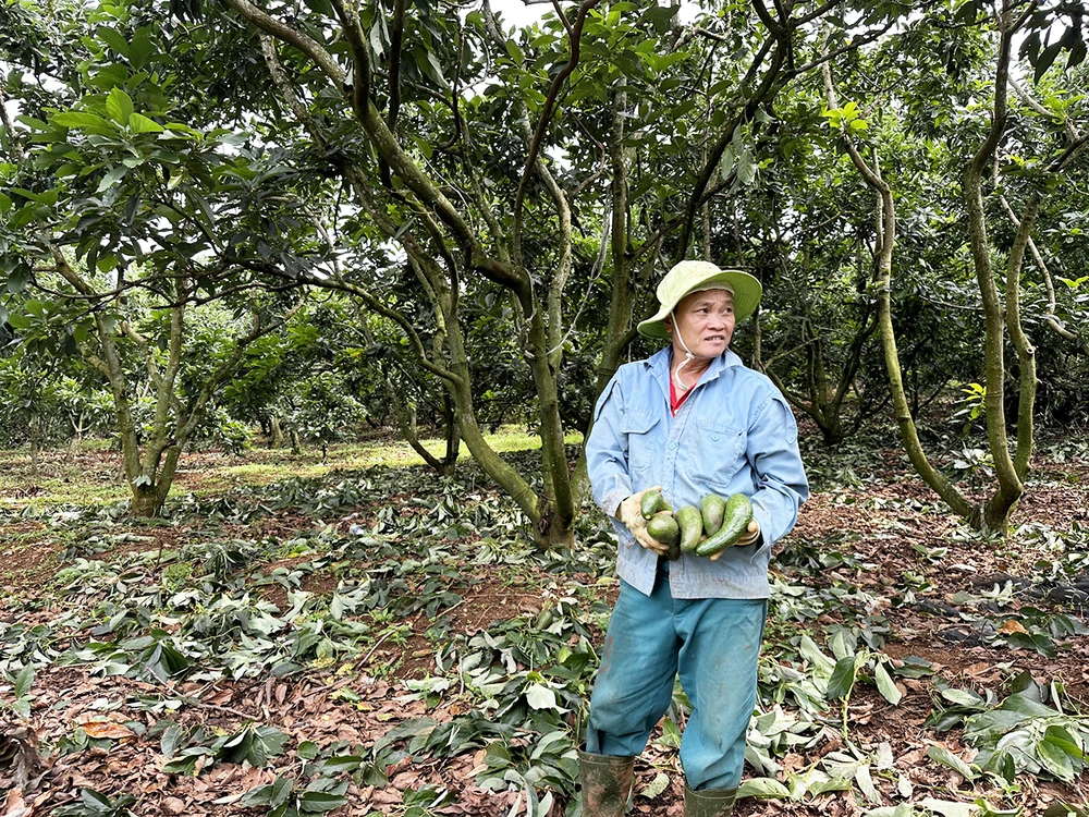 Ông Nguyễn Văn Sử (xã Lộc Ngãi, huyện Bảo Lâm) thu gom bơ chín rụng trong vườn 