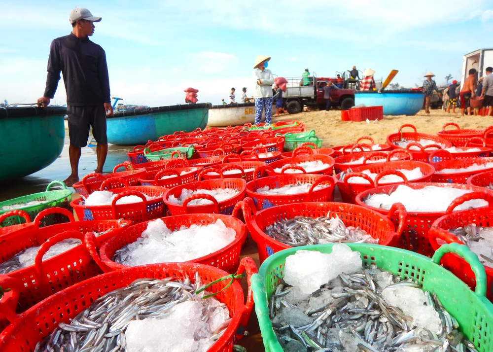 Một ngư dân trúng đậm mẻ cá cơm