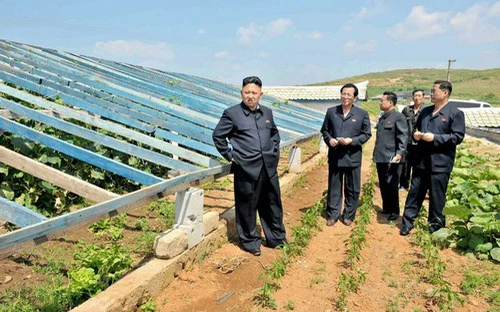 Nhà lãnh đạo Triều Tiên Kim Jong Un (trái) trong một cuộc thị sát nông trại trồng rau ở tỉnh Nam Pyongan.