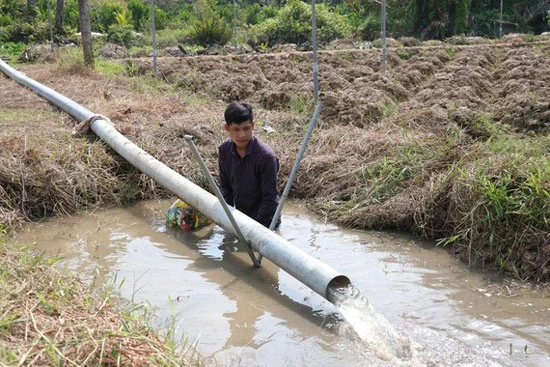 Bơm nước ngọt từ ngoài kênh vào mương vườn dự trữ tưới cho cây.